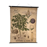 Old Deyrolle board "The potato"