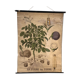 Ancienne planche Deyrolle “La pomme de terre”