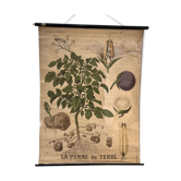 Old Deyrolle board "The potato"