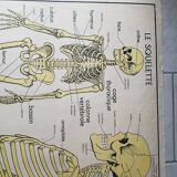 School poster Nightingale No. 10 the skeleton # 9 excretion