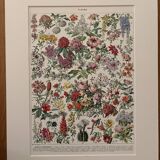 Planche illustrée vintage sur les fleurs (arbres et arbrisseaux) - 1930