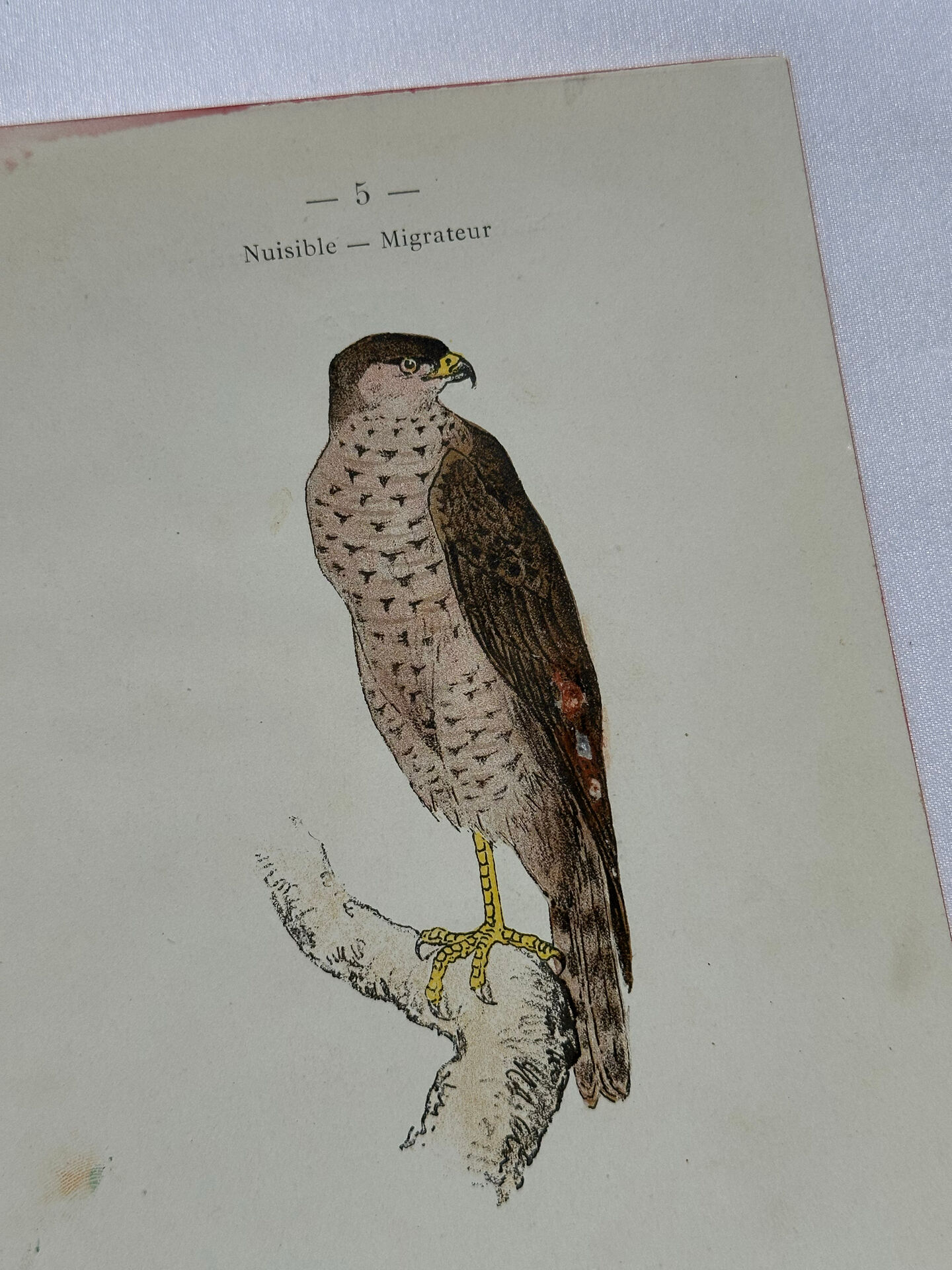 Planche Botanique Gravure oiseaux naturaliste  19eme recto verso  A