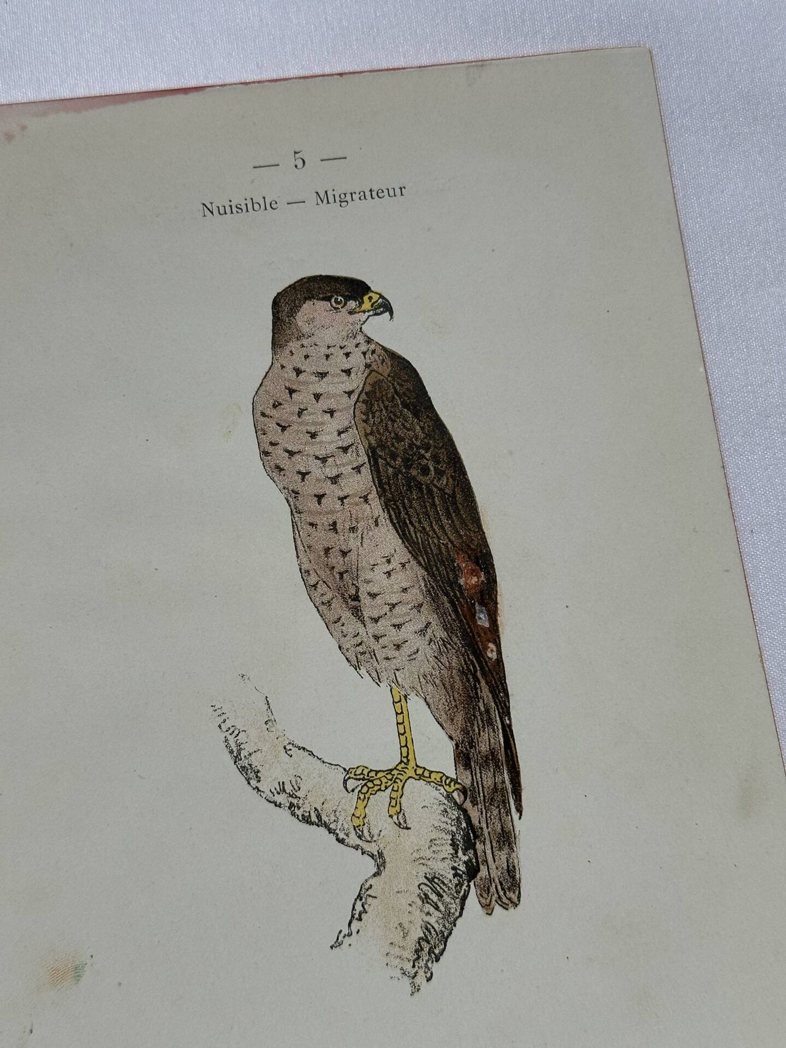 Planche Botanique Gravure oiseaux naturaliste  19eme recto verso  A