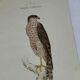 Planche Botanique Gravure oiseaux naturaliste  19eme recto verso  A