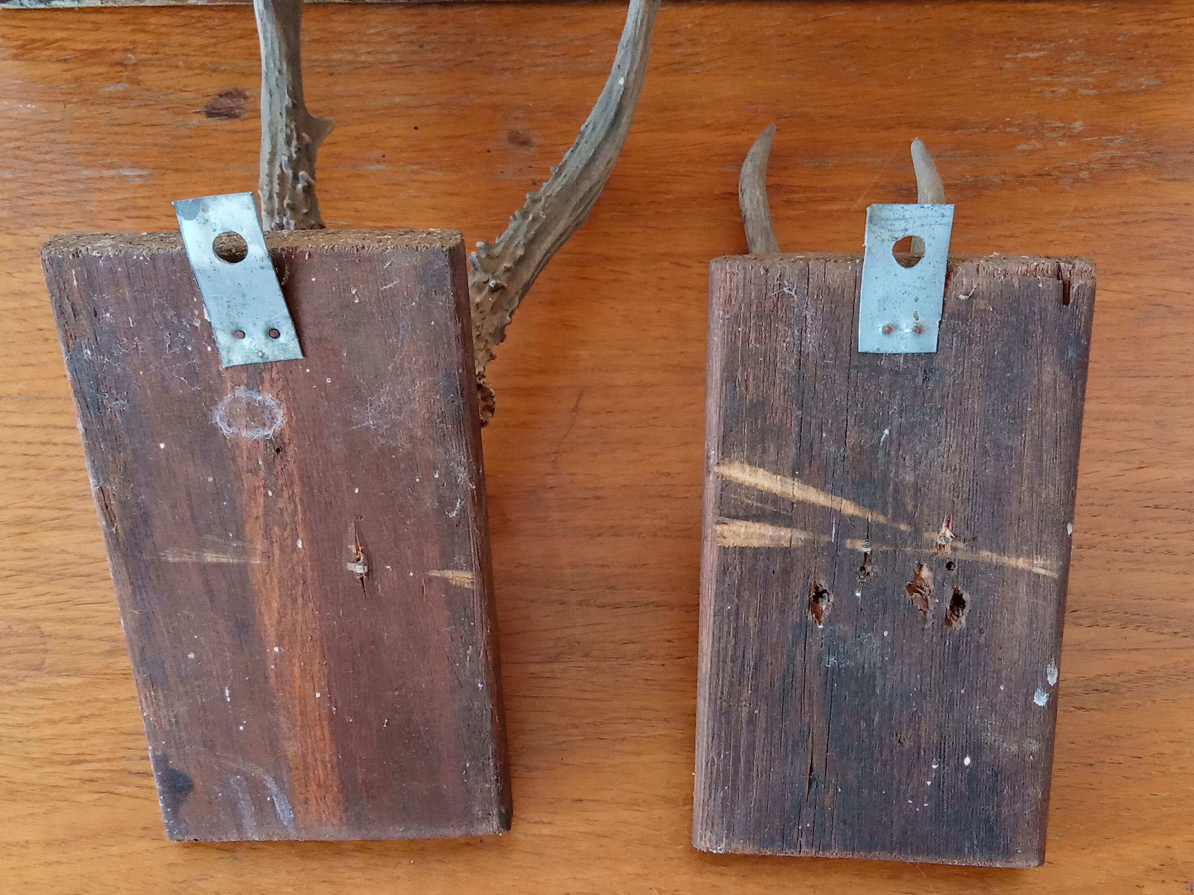 Pair of ancient hunting trophies, deer