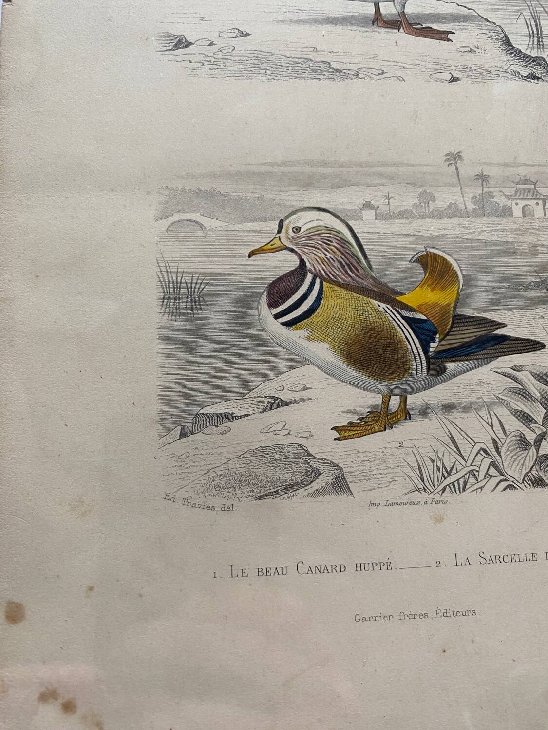 Lot 4 ornithological boards