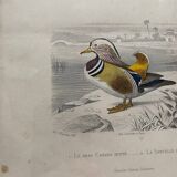 Lot 4 ornithological boards