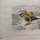 Lot 4 ornithological boards