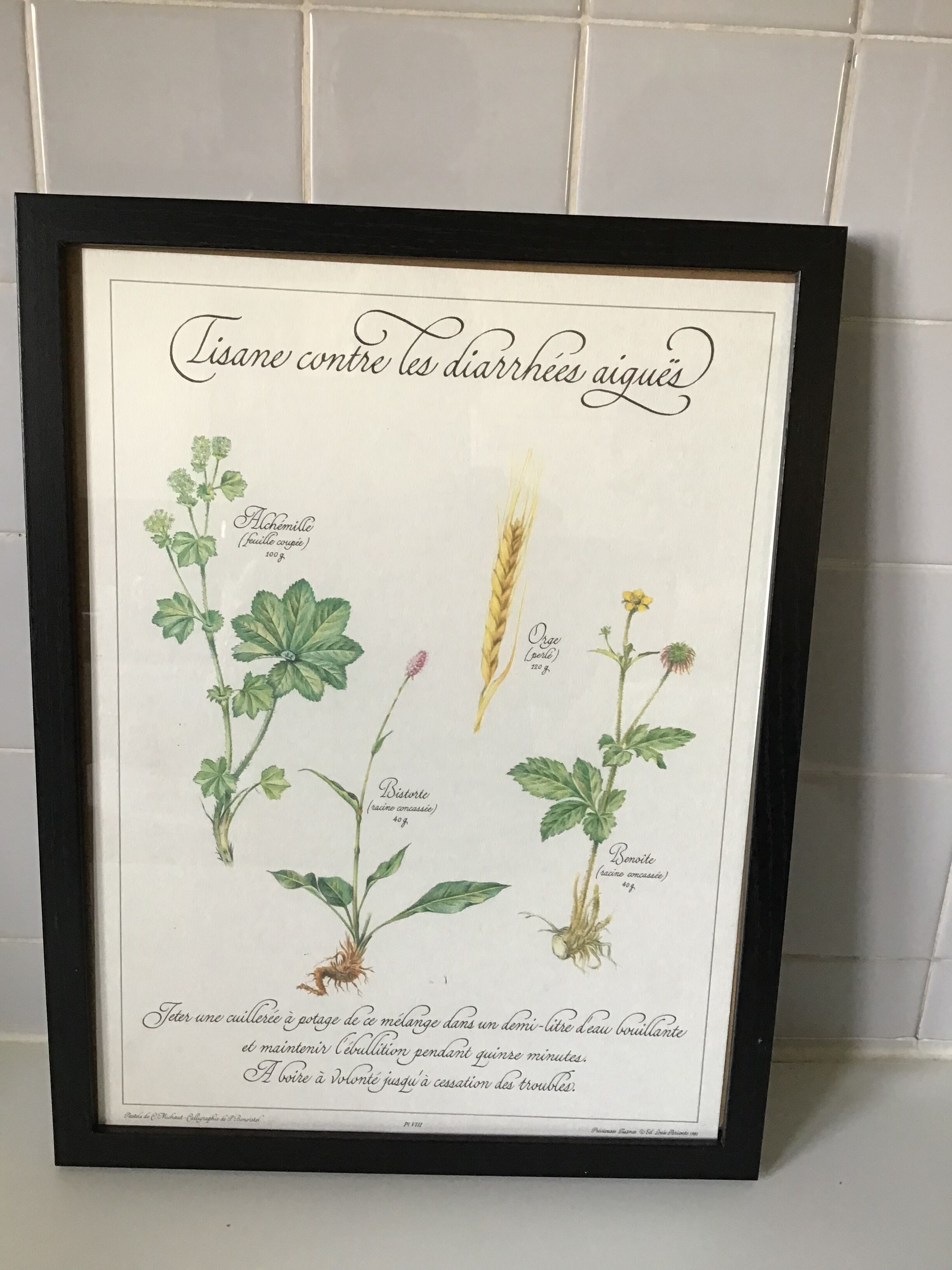 Botanical engraving precious herbal teas framed