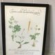 Botanical engraving precious herbal teas framed