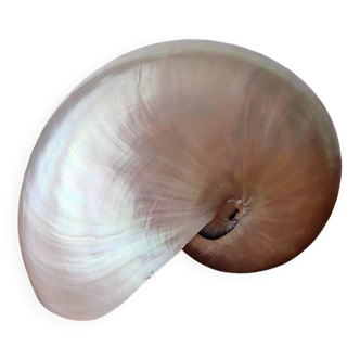 Nautilus mother-of-pearl shell Nautilus