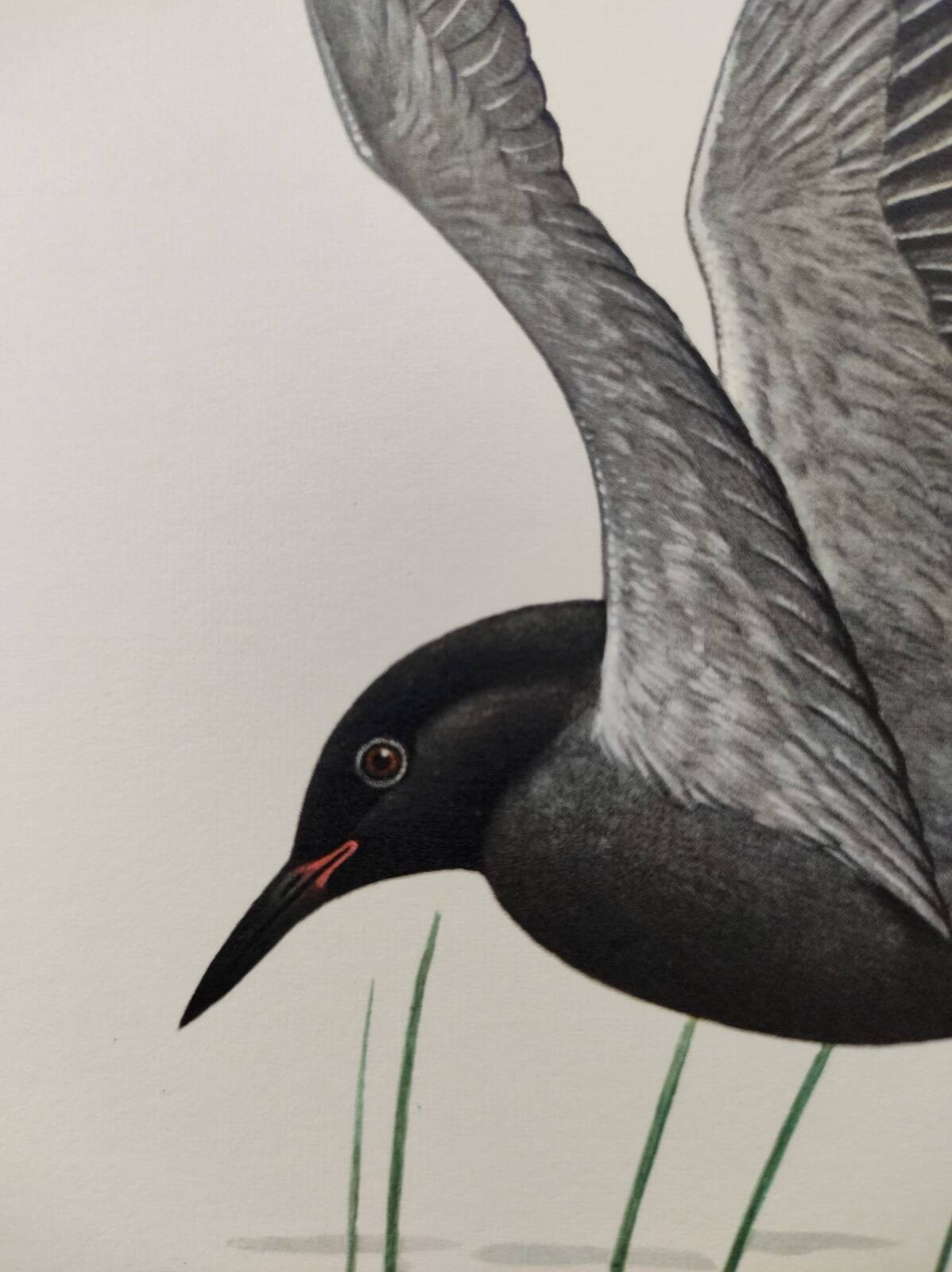 Bird illustration from the 1960s - Black Tern - Vintage zoological and ornithological board