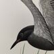 Bird illustration from the 1960s - Black Tern - Vintage zoological and ornithological board
