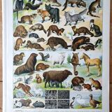 Ancienne planche animaux