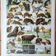 Old animal board