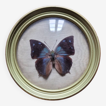 Papillon Anaea du Pérou dans son cadre