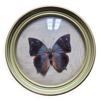 Anaea butterfly from Peru in its frame