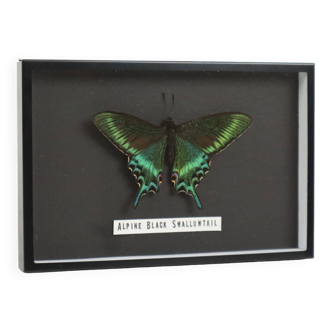 Framed Tropical Butterfly Taxidermy Alpine Black Swallowtail East Asia