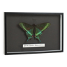 Framed Tropical Butterfly Taxidermy Alpine Black Swallowtail East Asia