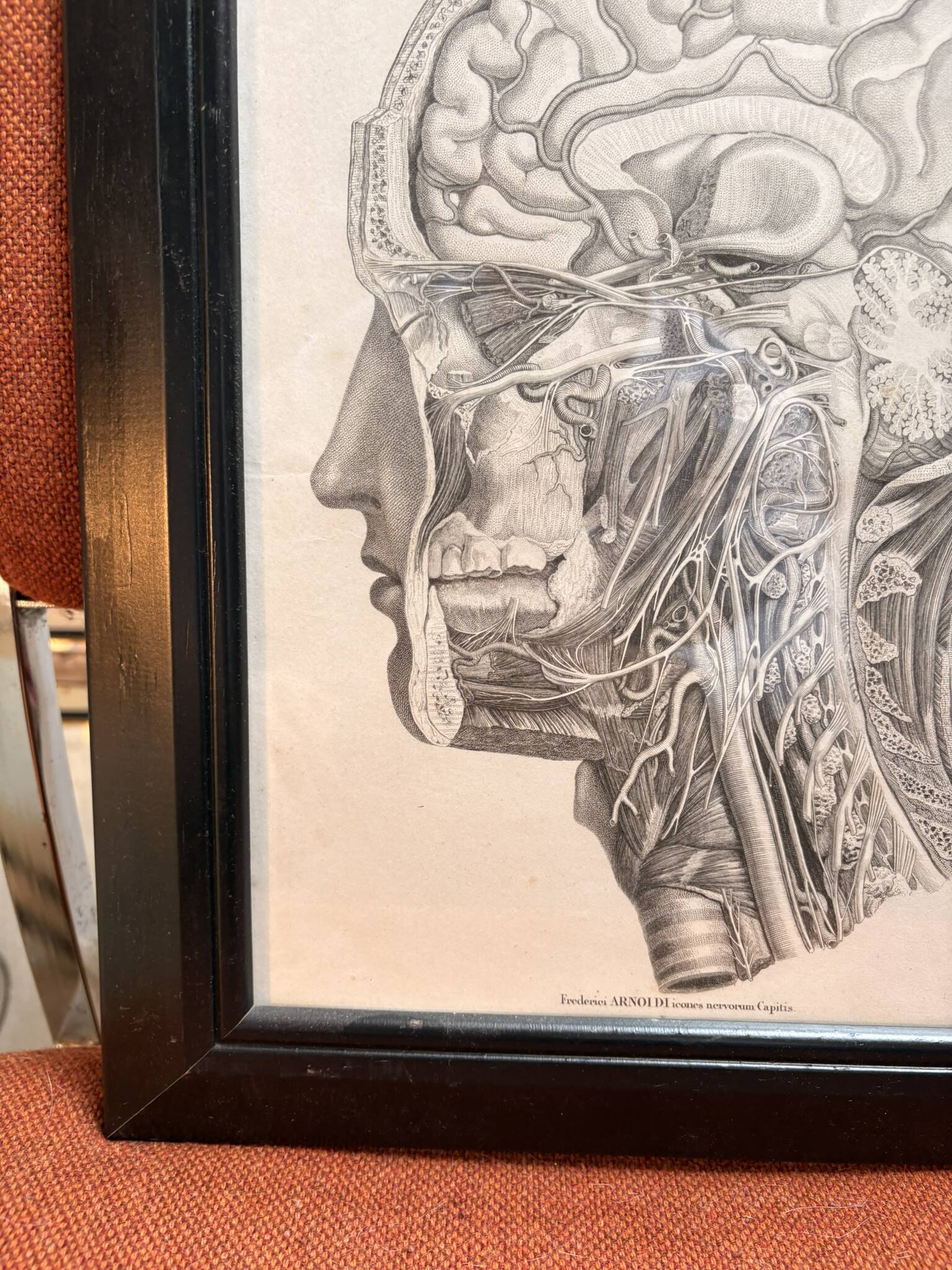 Old Print Engraving by Friderici Arnoldi Icones of the Nerves of the Head