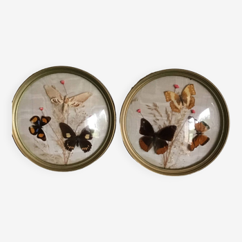 2cadres fleurs sechees et papillons sur un fond en ottoman crème vintage