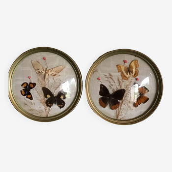 2 frames of dried flowers and butterflies on a vintage cream ottoman background