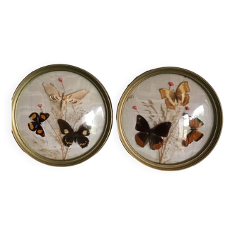 2 frames of dried flowers and butterflies on a vintage cream ottoman background