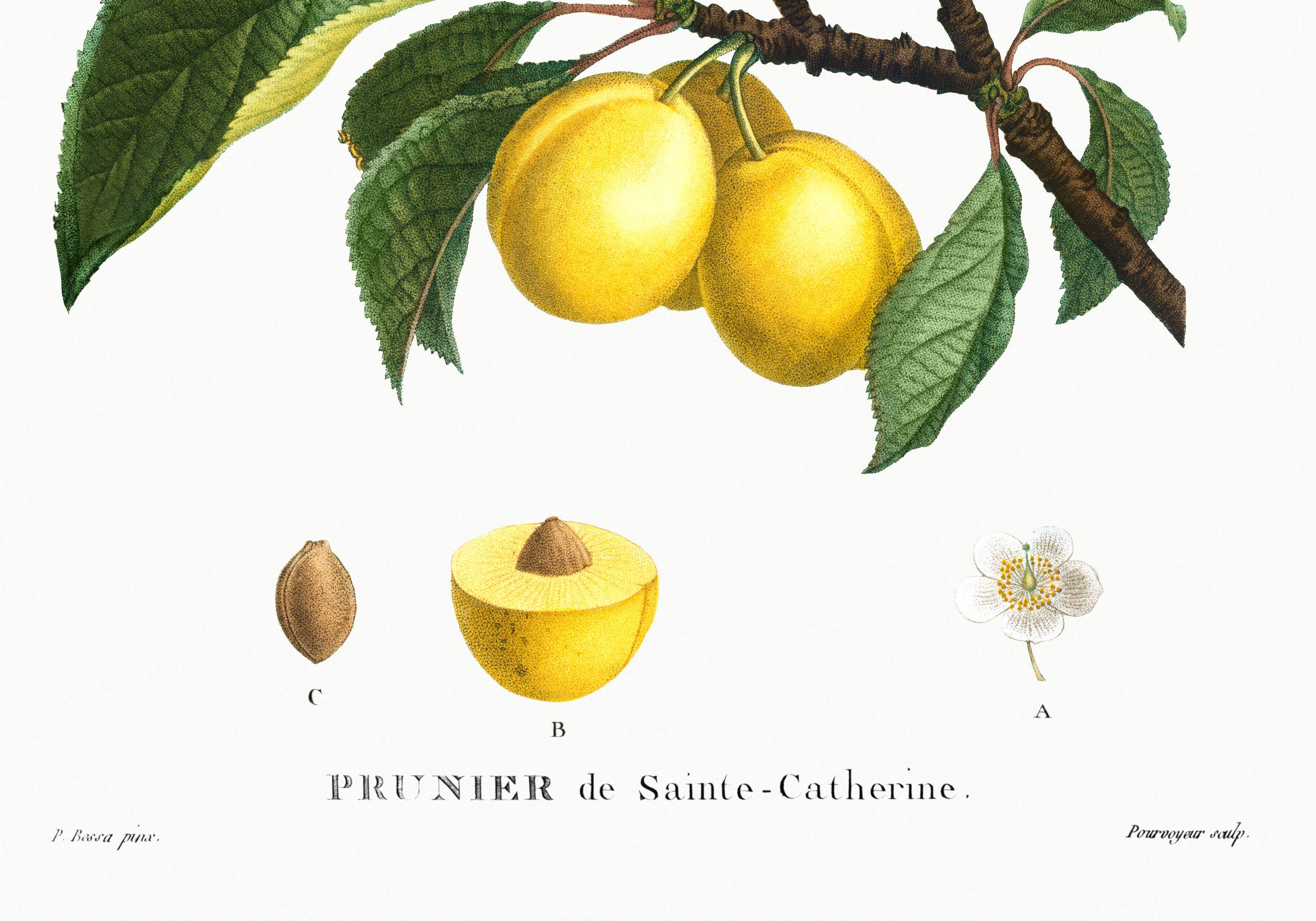 Vintage poster about the St. Catherine's plum tree
