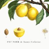 Vintage poster about the St. Catherine's plum tree