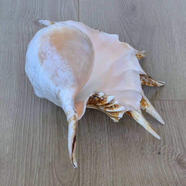 Coquillage Ptérocère géant Lambis truncata