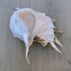 Great Shell – Giant Scallop Lambis truncata - Exceptional 37 cm