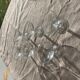 6 coupes à champagne en verre transparent vintage
