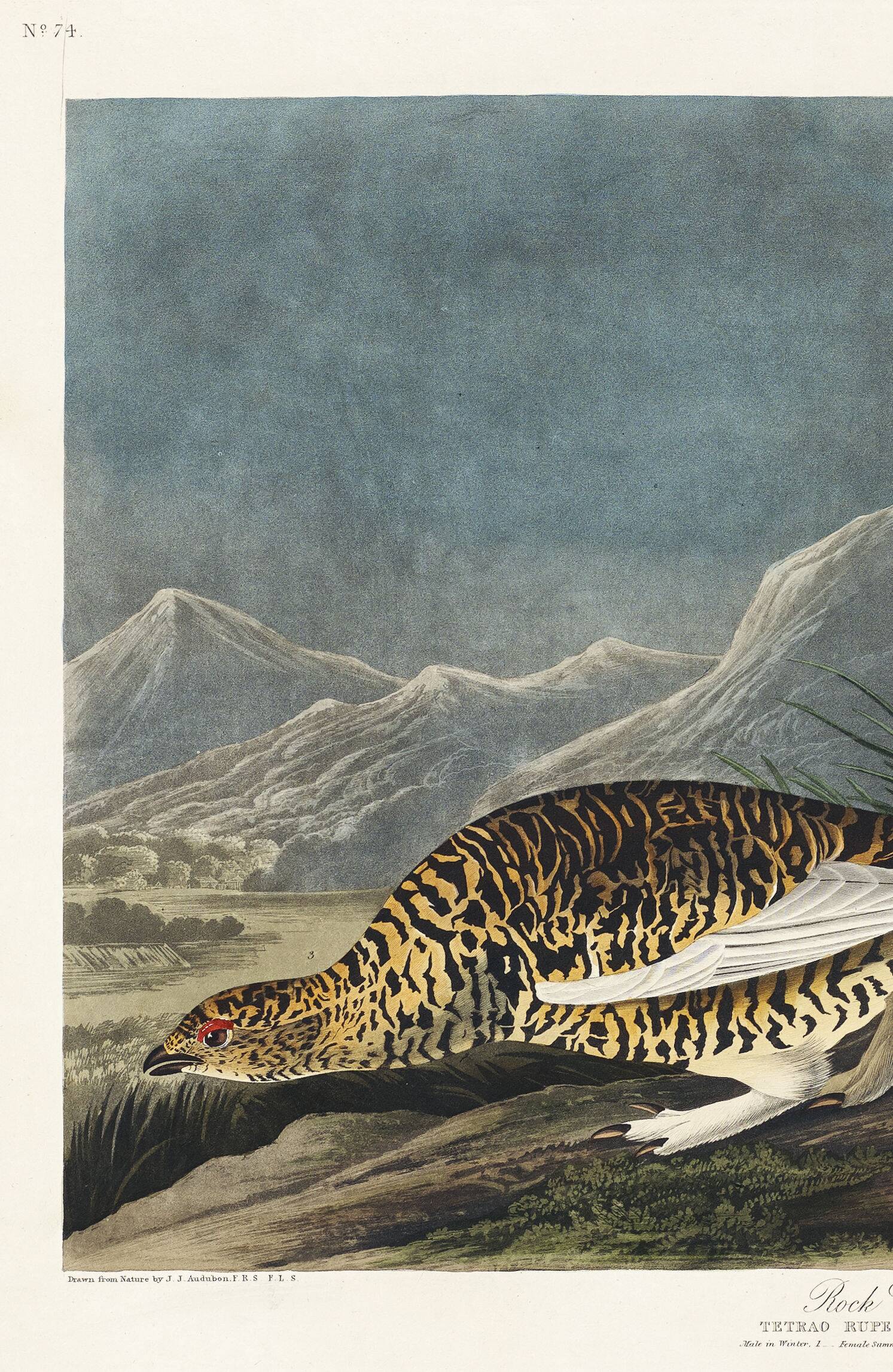 Poster about the Rock Ptarmigan, based on an old engraving from 1827.