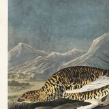 Poster about the Rock Ptarmigan, based on an old engraving from 1827.