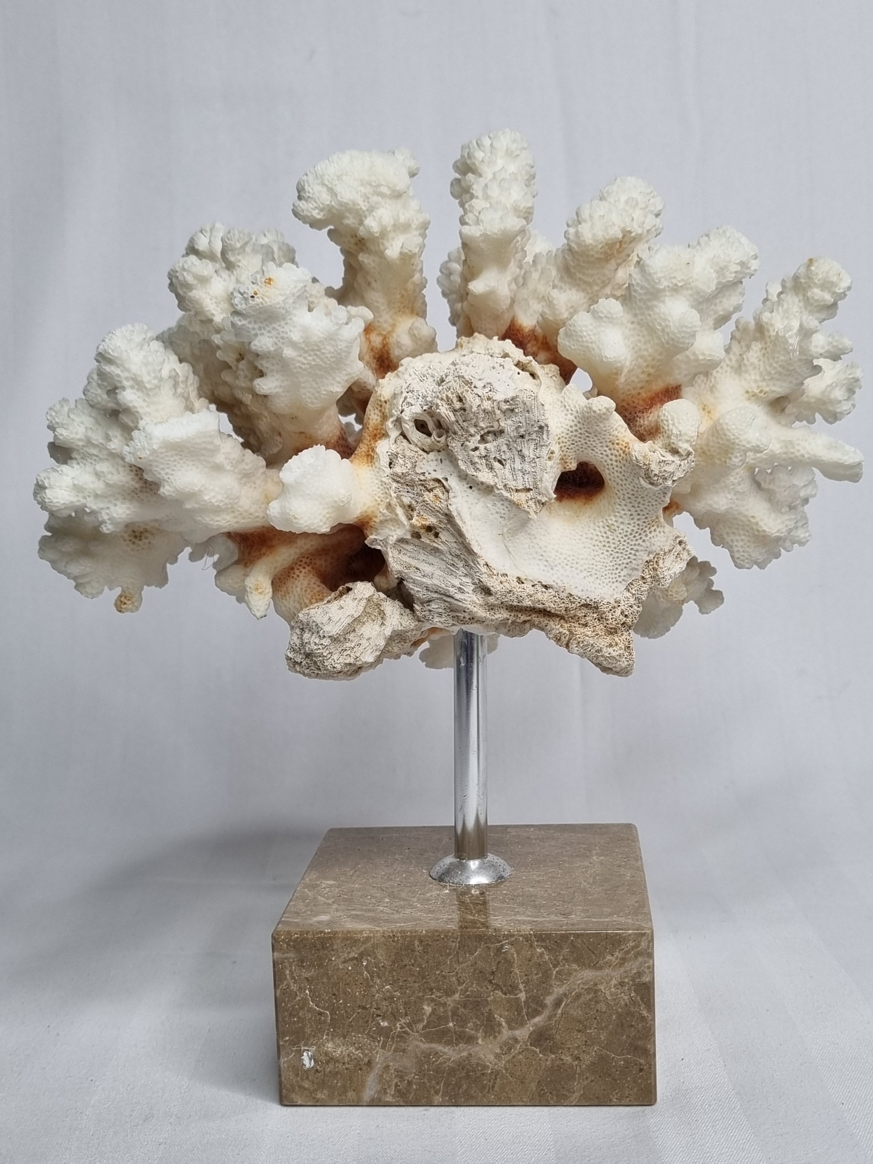 Old white coral on marble base, 20 cm