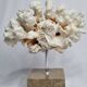 Old white coral on marble base, 20 cm