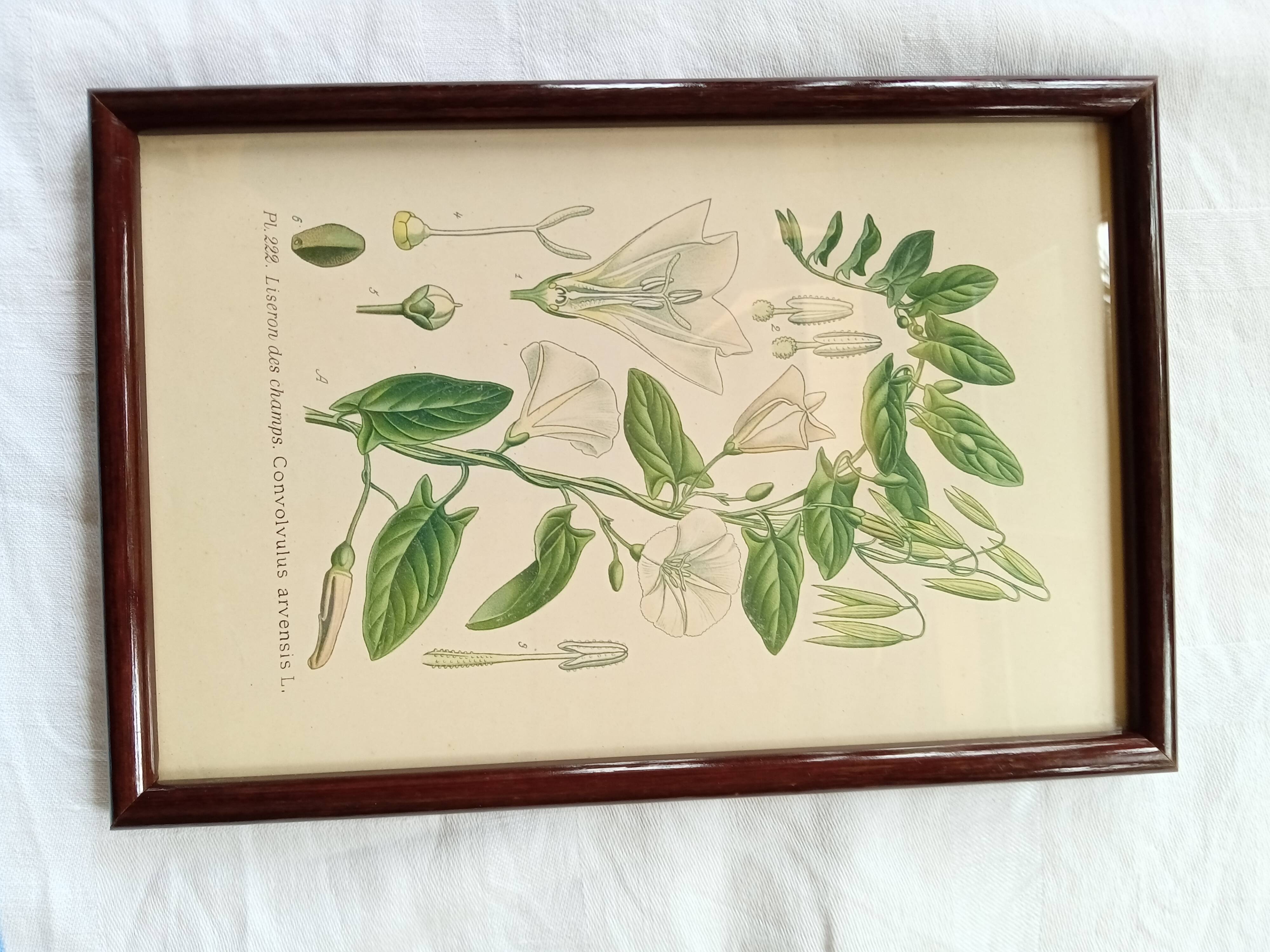 Botanical board