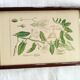 Botanical board