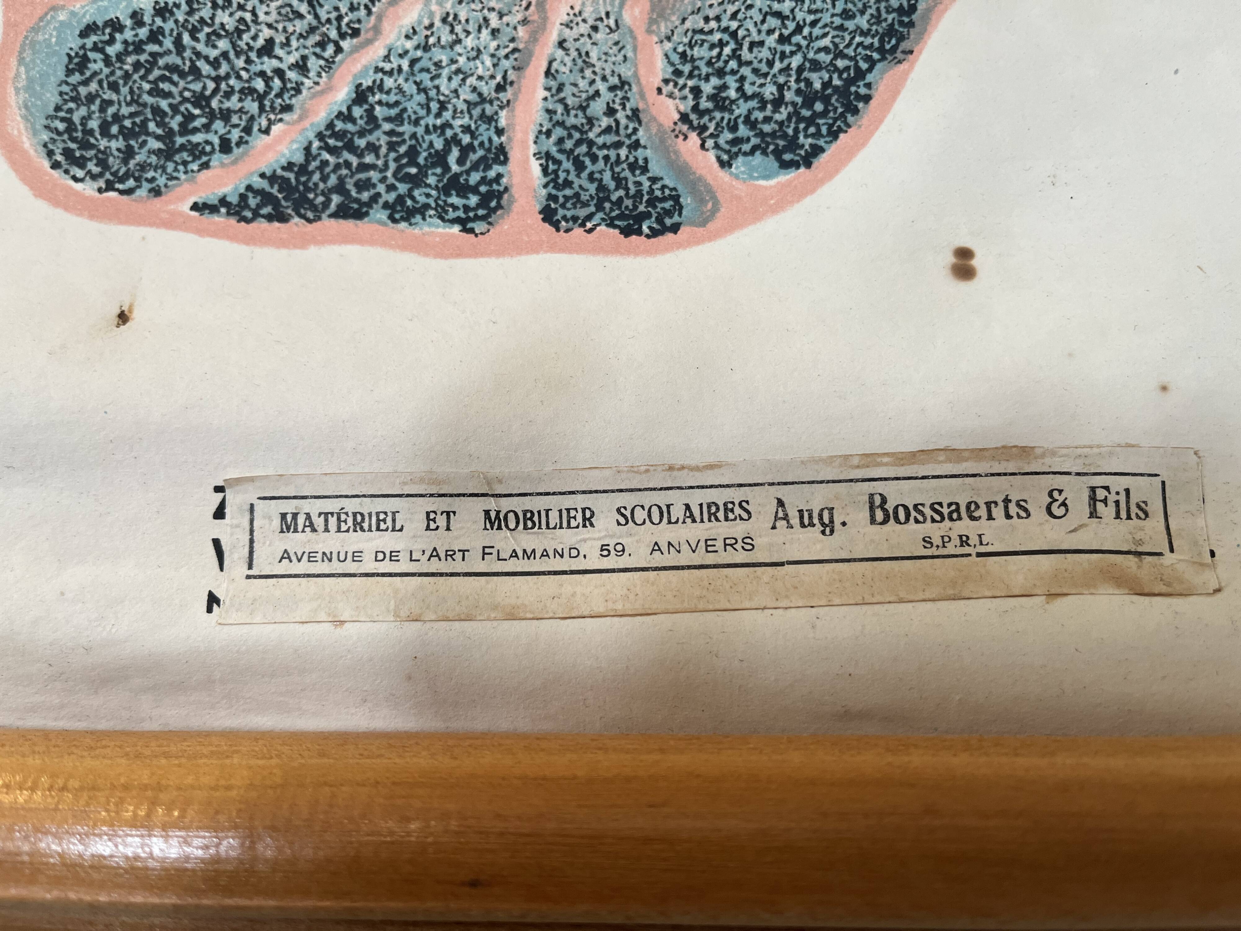 Zoological poster, cell of the animal body