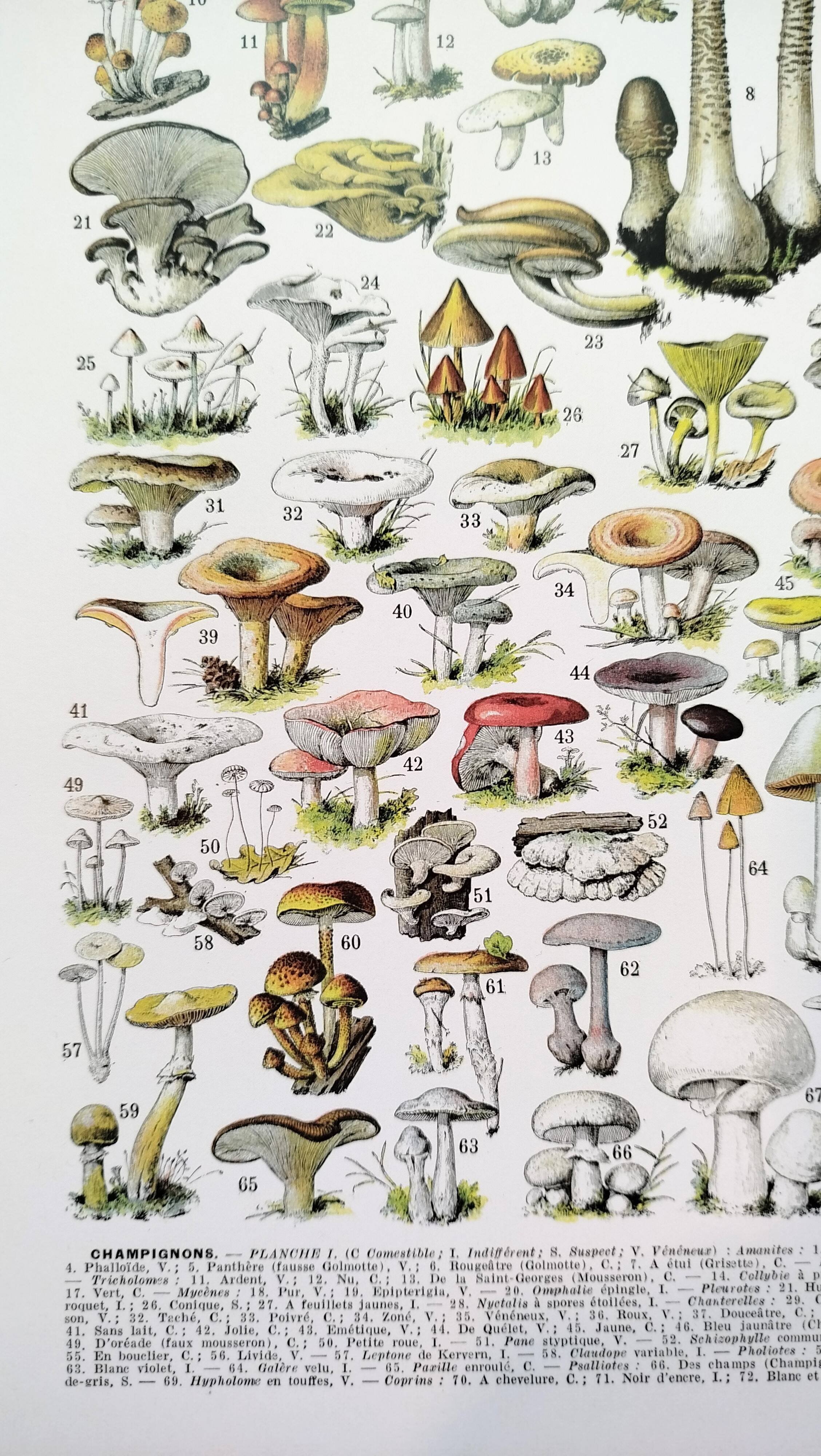Poster about "Amanita" mushrooms, based on a 1928 lithograph