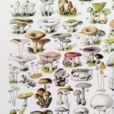 Poster about "Amanita" mushrooms, based on a 1928 lithograph