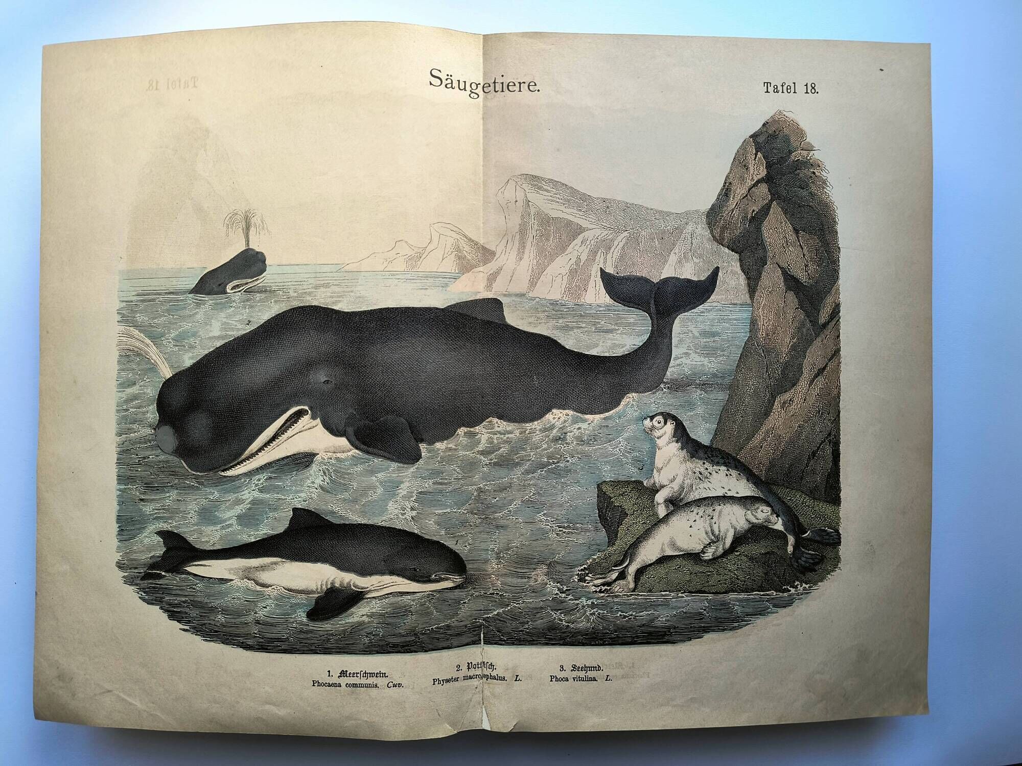 Large antique engraving, 1886 - Whale, sperm whale and seal. Lithograph