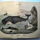 Large antique engraving, 1886 - Whale, sperm whale and seal. Lithograph