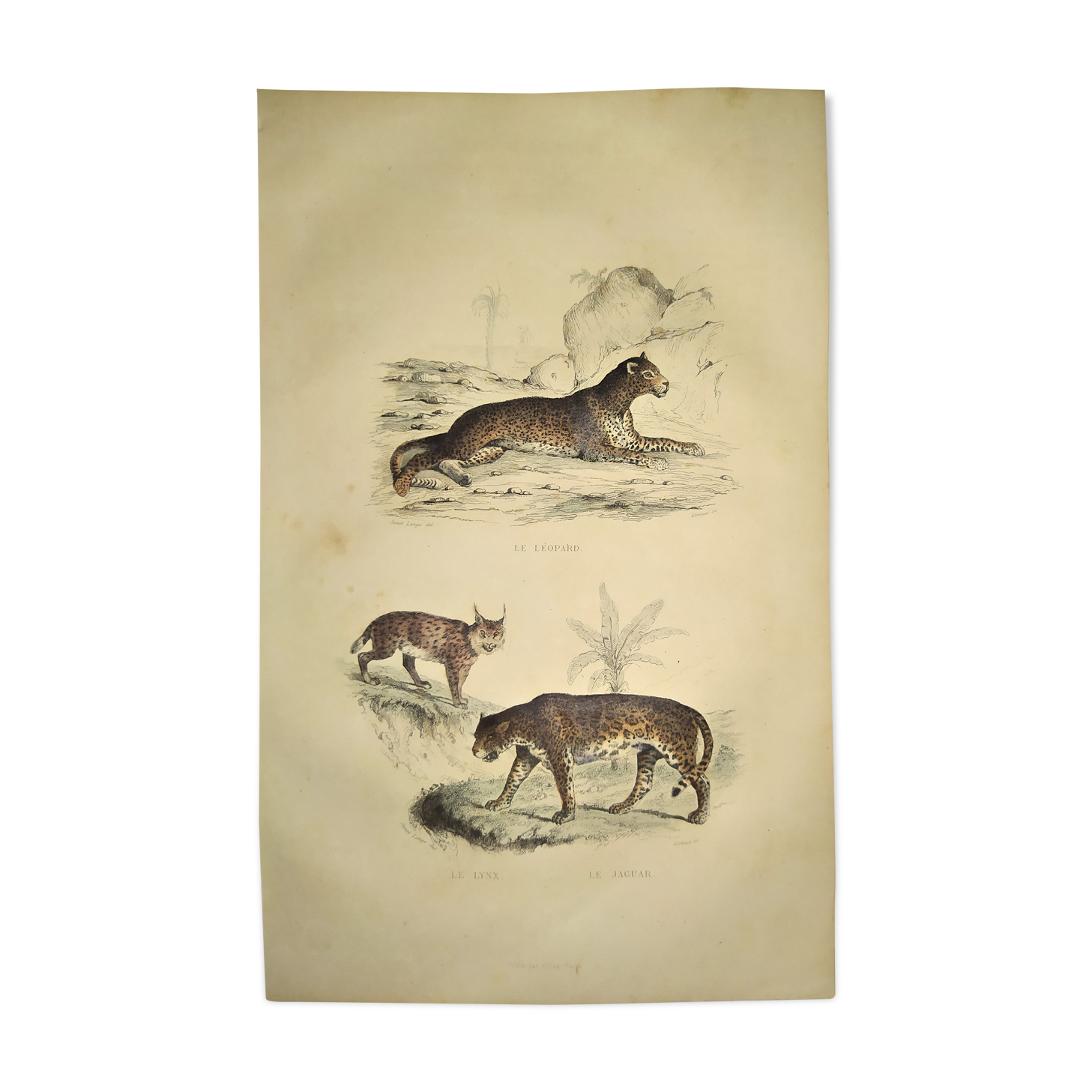 Original zoological plate of 1839 "leopard"