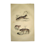 Original zoological plate of 1839 "leopard"