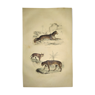 Original zoological plate of 1839 "leopard"