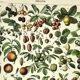 Botanical engraving 1897 A. Millot - Fruits 1, from our regions, varieties