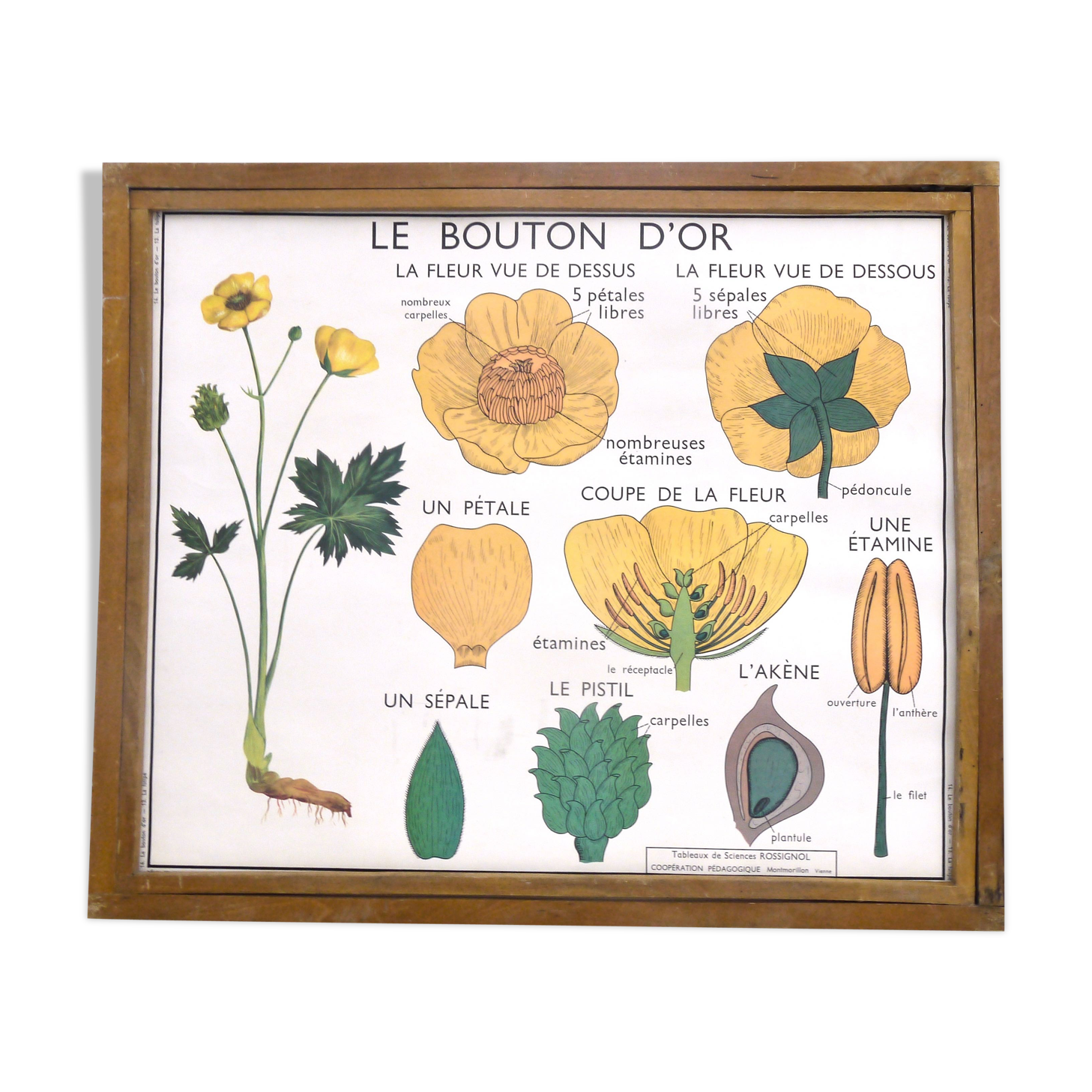 Educational poster rossignol - the tulip & gold button