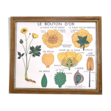 Educational poster rossignol - the tulip & gold button