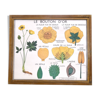 Educational poster rossignol - the tulip & gold button